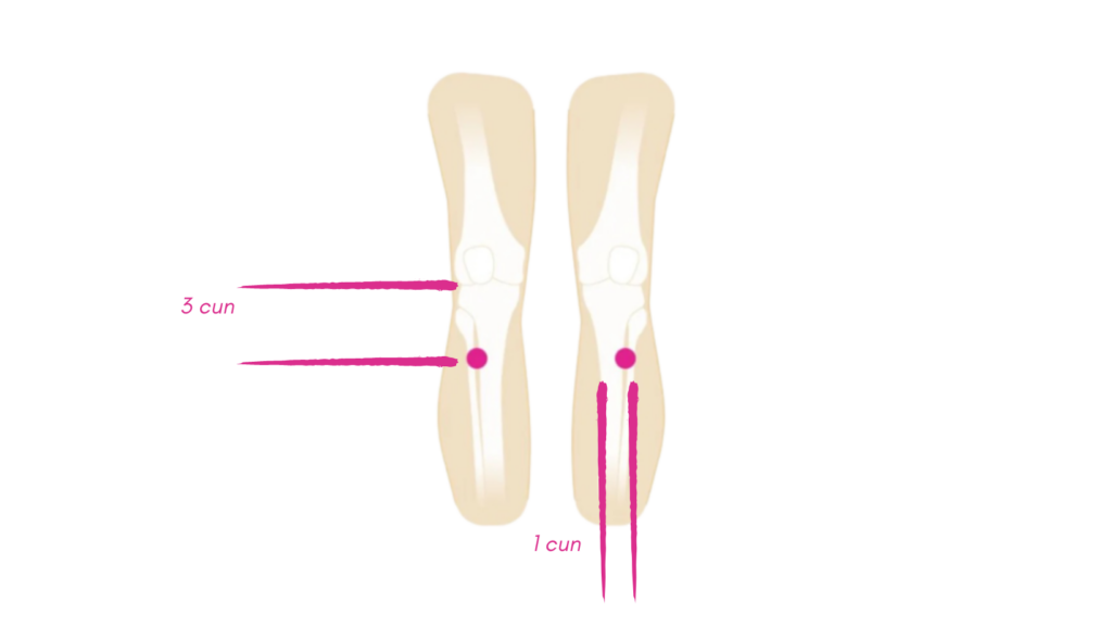 Le Point E36 Du Méridien Estomac